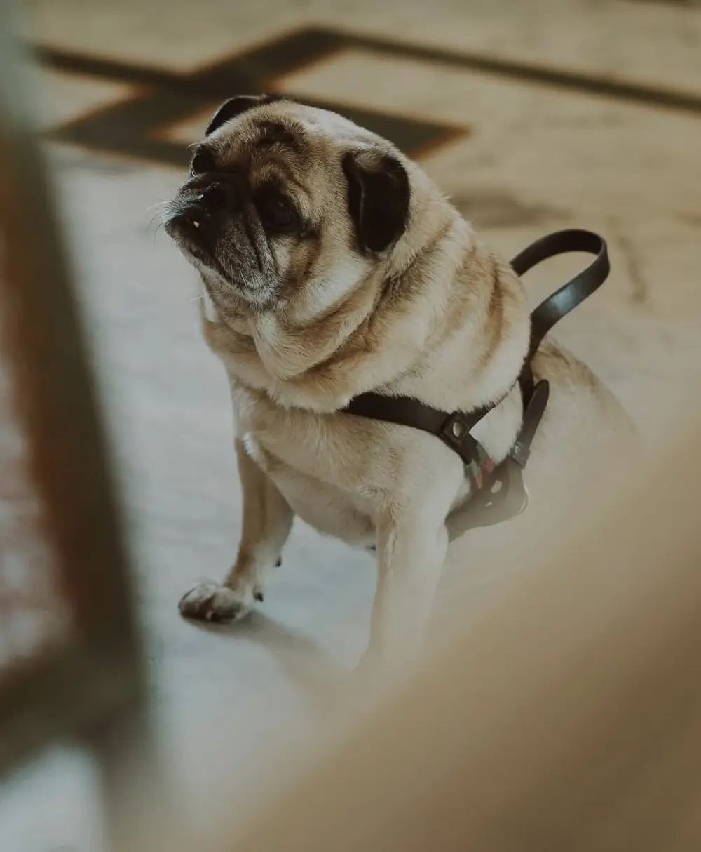 Mr. Muffins, the café's pug, sitting on the patterned floor
